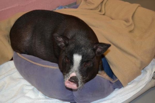Pork-Chop-451570-jpg