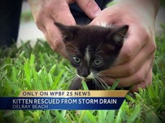 WPBF Reporter Randy Gyllenhaal Helps Rescue a Kitten WPBF News 25 kitten rescue Randy Gyllenhaal