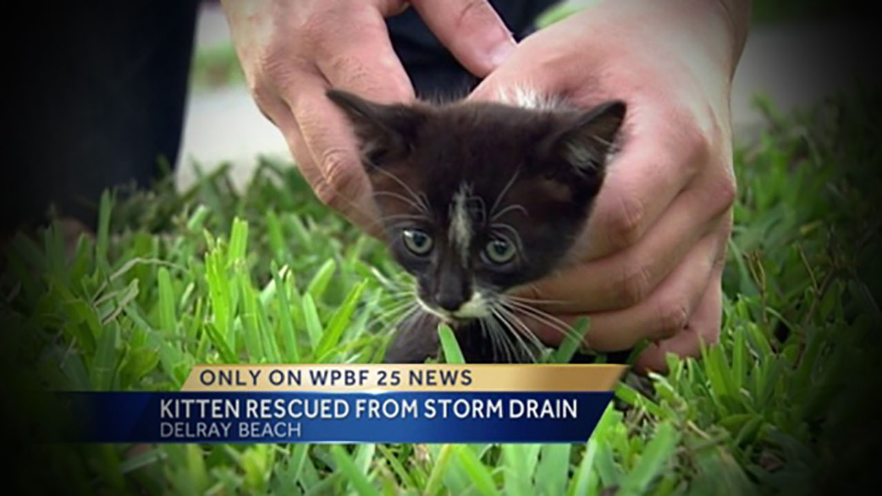 WPBF Reporter Randy Gyllenhaal Helps Rescue a Kitten